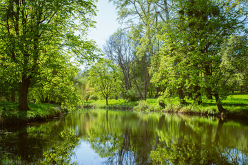 Obraz premium Many trees in the park around the river in the rays of the summer sun