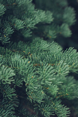 Close-up of Fir Tree
