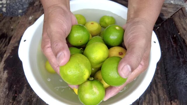 A man cleans Thai limes picked from his garden in a container of water before using them as ingredients in various Thai dishes