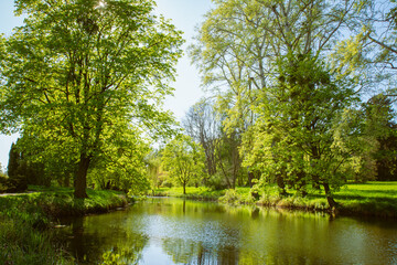 Many trees in the park around the river in the rays of the summer sun