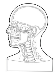 Detailed anatomical illustration of the human head and neck skeleton