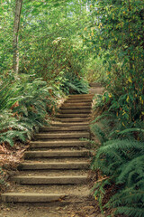Stairway in the forest