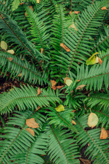fallen leaves on green fern