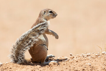 Cape or South African Ground Squirrel (Xerus inauris) on red dune  Kalahari, Northern Cape, South AFrica