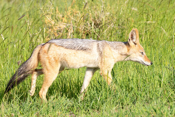 Black-backed Jackal (Canis mesomelas) hunting in lush grassland savannah during the summer rainy season, Kalahari, South Africa