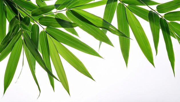 red and gold award ribbon with a blank center for customization white isolate background