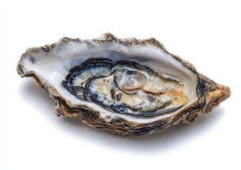 Open oyster shell, close-up (1)