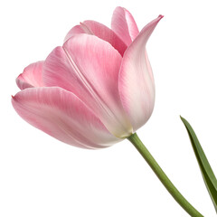 Naklejka premium A delicate pink tulip isolated on transparent background, showcasing its beauty and elegance in a closeup shot
