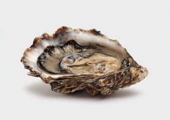 Single open oyster shell, side view
