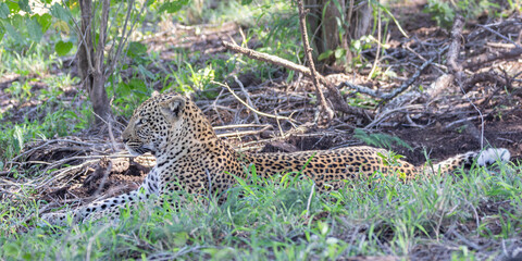 Young male African Leopard (Panthera pardus), resting in broadleaved woodland in heat of summer  Limpopo, South Africa