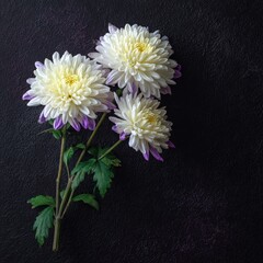 Three pale cream-white chrysanthemum flowers with hints of purple, arranged on a dark textured surface