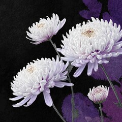 Close-up of three delicate, light purple-white chrysanthemum flowers,  against a dark background with purple abstract splatters