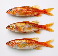 Three orange fish in a horizontal row against a white background.  They are whole,  lying flat, and appear fresh.  Each fish has a slightly varied orange hue and visible scales