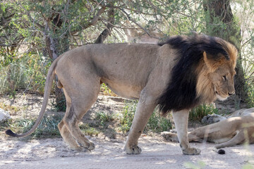 Big black-maned Kalahari Lion (Panthera leo), Kgalagadi Transfrontier Park, Northern Cape, South Africa in acacia savannah