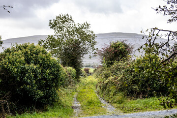 landscape with trees and clouds