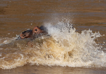 Fototapeta premium Hippopotamus fight in the river with splash of water all around, Masai Mara, Kenya