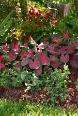 Caladium bicolor (Caladium X hortulanum) - Fancy-leafed Caladium, Caladium
