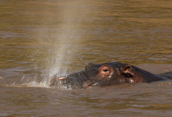 Fototapeta premium A Hippo releasing water from nose whiel resting in a river, Masai Mara, Kenya