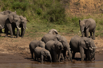 Obraz premium African elephants drinking water in a river channel at Masai Mara, Kenya