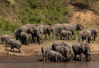 A herd of African elephants near a river channel at Masai Mara, Kenya