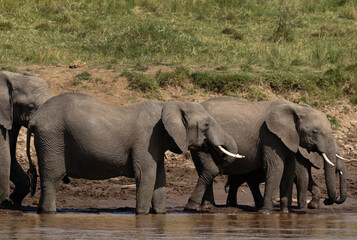Fototapeta premium Closeup of African elephants drinking water near a river channel at Masai Mara, Kenya