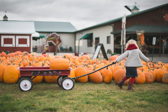 little girl pulling a red wagon through a pumpkin patch on a farm during autumn harvest season