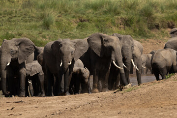 Fototapeta premium A herd of African elephants near a river channel at Masai Mara, Kenya