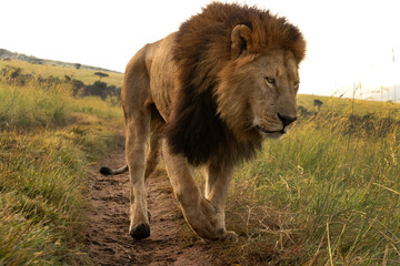 A eye level shot of a male lion at Masai Mara, Kenya