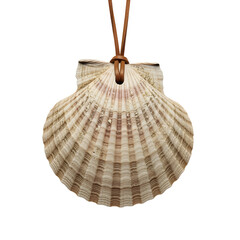 Scallop shell pendant on a brown cord isolated on white or transparent background