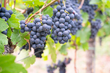 Moselle vineyard, blue ripe grapes, Pinot Noir wine growing on vine, Mosel river valley Trier, Germany, harvest and agriculture, rhineland palatine