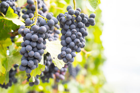 Moselle vineyard, blue ripe grapes, Pinot Noir wine growing on vine, Mosel river valley Trier, Germany, harvest and agriculture, rhineland palatine - Powered by Adobe