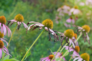 Echinacea is growing in garden. Plant of Aster family. Dried Echinacea grows in meadow in autumn. Cottage garden.