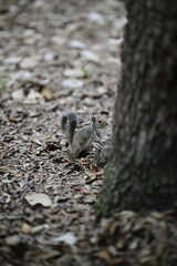 curious little squirrel
