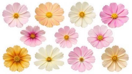Collection of cosmos flowers in various colors isolated on transparent background