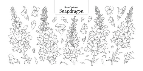 Set of Snapdragons flower in black outline and white plain, isolated on transparent background, hand-drawn botanical illustration.
