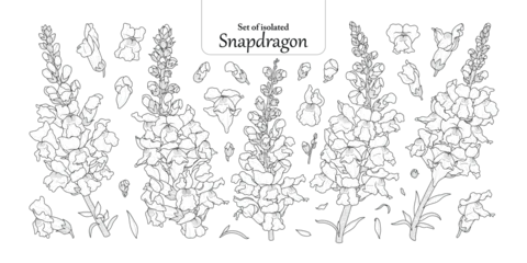 Set of Snapdragons flower in black outline and white plain, isolated on transparent background, hand-drawn botanical illustration. © Plawarn