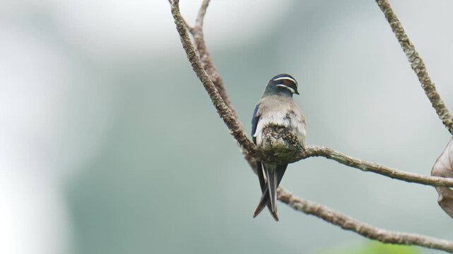 A whiskered treeswift (Hemiprocne comata) bird is brooding its chicks in a nest on a branch. It is a bird with a very small nest, smaller than its own body