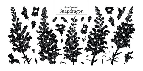 Set of Snapdragons flower in black silhouette, isolated on transparent background, hand-drawn botanical illustration.