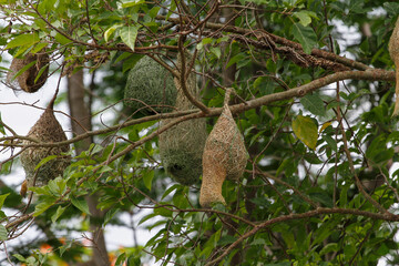 The small bird is build the nest bird on tree in nature at thailand