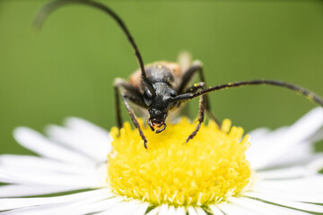 Ultra macro of a Leptura quadrifasciata, the four-banded longhorn beetle on a daisy flower