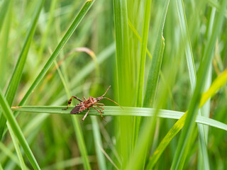 Close up of a brown shield bug or stink bug with shaped on the back on green leaves
