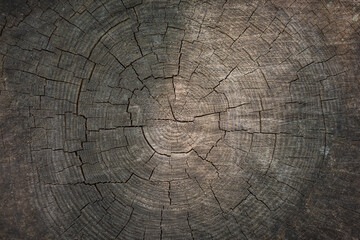 Old tree Rings and cracked wooden texture