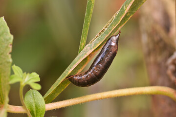 Butterfly pupa on a branch in a field