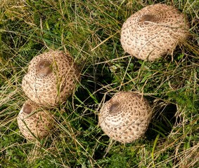 group of parasol mushrooms in the lawn in mountain