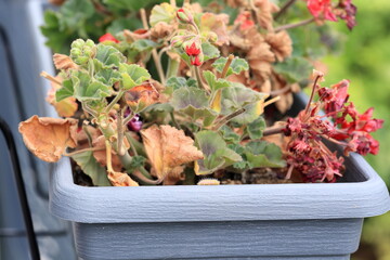 A geranium plant in the garden showing signs of damage after an infestation by geranium bronze...