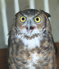 owl with huge yellow eyes open hooked beak at wild birds of prey fair