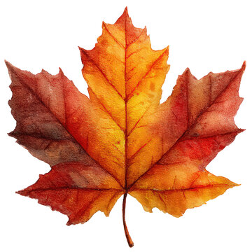 watercolor autumn leaf orange red clip art preview