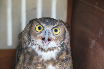 owl with yellow eyes hooked beak wide open appearing surprised astonished