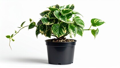 Obraz premium Lush Green and Yellow Variegated Philodendron Plant in Pot.