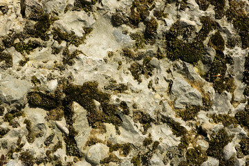 Abstract Stone Background With Moss.